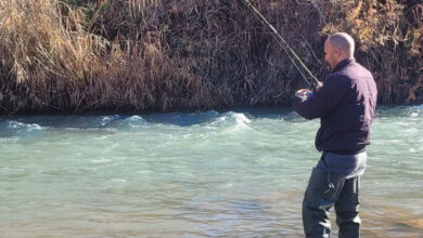 Photo de Ouverture de la saison de la pêche : plus de deux millions d’alevins de truites mis en eau