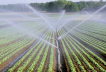 Photo de Résilience agricole : le Maroc, un modèle à suivre