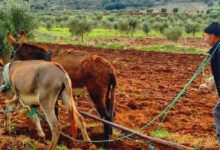 Photo de Secteur agricole : les promesses sociales seront-elles tenues ?