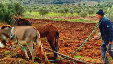 Photo de Secteur agricole : les promesses sociales seront-elles tenues ?