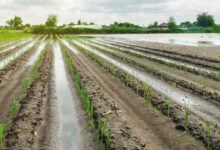 Photo de Agriculture : un ciel enfin clément ravive les espoirs des agriculteurs