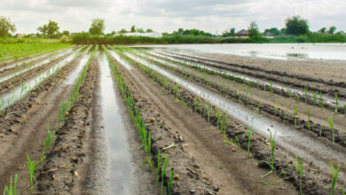 Photo de Agriculture : un ciel enfin clément ravive les espoirs des agriculteurs