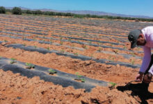 Photo de Le Maroc agricole face aux pluies : un paradoxe entre abondance et pénurie ?