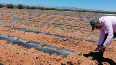 Photo de Le Maroc agricole face aux pluies : un paradoxe entre abondance et pénurie ?