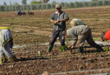 Photo de Campagne agricole : une dynamique très positive dans le Nord