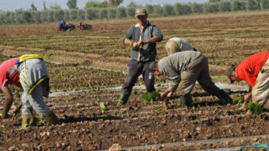 Photo de Campagne agricole : une dynamique très positive dans le Nord