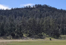 Photo de Stratégie nationale Forêts du Maroc : un levier de développement pour le rural