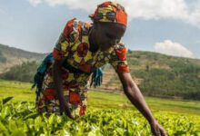 Photo de Afrique : investir durablement dans l’agriculture, levier clé contre la pauvreté