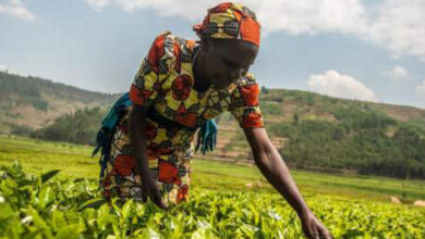 Photo de Afrique : investir durablement dans l’agriculture, levier clé contre la pauvreté