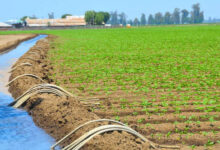 Photo de Pesticides vs bio-solutions : le dilemme des agriculteurs