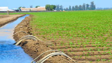 Photo de Pesticides vs bio-solutions : le dilemme des agriculteurs