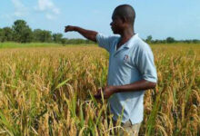 Photo de Afrique : renforcer les stratégies pour booster l’agriculture