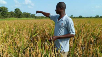 Photo de Afrique : renforcer les stratégies pour booster l’agriculture