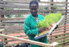Photo de Agriculture africaine : renforcer le rôle des petits exploitants agricoles