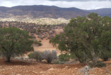 Photo de Journée internationale de l’arganier : l’arbre au centre de la lutte contre le changement climatique