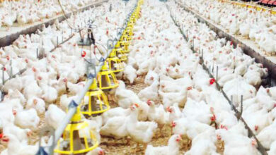 Photo de Filière avicole : une stabilisation des prix en vue