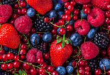 Photo de Fruits rouges : une alerte sans gravité pour la récolte