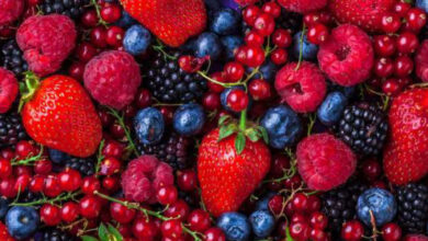 Photo de Fruits rouges : une alerte sans gravité pour la récolte