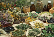 Photo de Plantes médicinales et aromatiques : le congrès de Fès pose les jalons d’une stratégie nationale