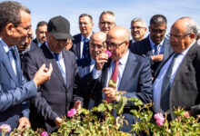 Photo de Rose à parfum : une production annuelle de 4.100 tonnes