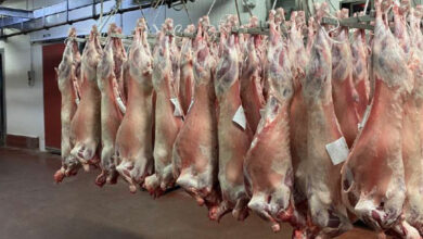 Photo de Viande rouge : les tensions sur les prix persistent à la veille de l’Aïd