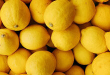 Photo de Exportations de citrons : une saison bien juteuse s’annonce