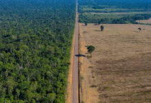 Photo de Destruction des forêts tropicales : un niveau record atteint, sous l’effet des incendies