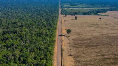 Photo de Destruction des forêts tropicales : un niveau record atteint, sous l’effet des incendies