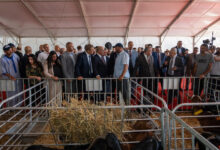 Photo de Chefchaouen : la Foire régionale des caprins ouvre ses portes