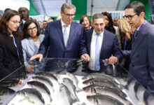 Photo de Produits halieutiques : le Maroc en quête d’une assistance à la labellisation