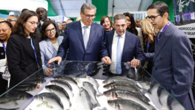 Photo de Produits halieutiques : le Maroc en quête d’une assistance à la labellisation