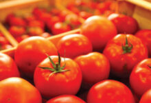 Photo de Tomates : après la flambée, retour au calme