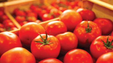 Photo de Tomates : après la flambée, retour au calme