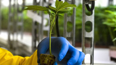 Photo de Usage thérapeutique du cannabis : l’UM6P et l’ANRAC encadrent la démarche