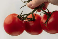 Photo de Filière de la tomate : le manque de main-d’œuvre se fait ressentir !