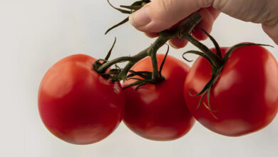 Photo de Filière de la tomate : le manque de main-d’œuvre se fait ressentir !