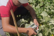 Photo de Pesticides : comment la non-conformité impacte la rentabilité agricole