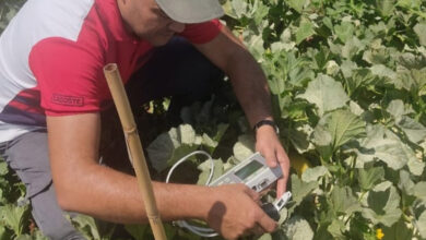 Photo de Pesticides : comment la non-conformité impacte la rentabilité agricole