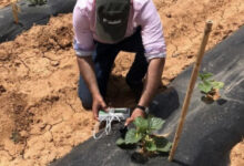 Photo de Énergie, eau, agriculture : la canicule teste la résilience économique du Maroc