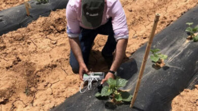 Photo de Énergie, eau, agriculture : la canicule teste la résilience économique du Maroc