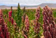 Photo de Agriculture résiliente : à Larache, les fellahs parient sur le quinoa pour doper les récoltes