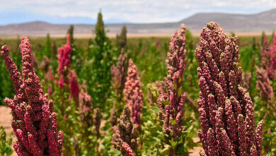Photo de Agriculture résiliente : à Larache, les fellahs parient sur le quinoa pour doper les récoltes