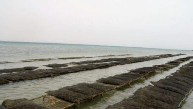 Photo de Aquaculture : l’ANDA entame la révision des plans régionaux