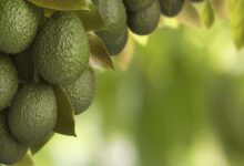 Photo de Stress climatique. L’avocat, un fruit au goût amer