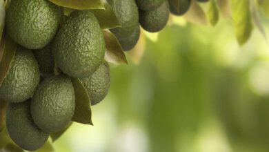 Photo de Stress climatique. L’avocat, un fruit au goût amer