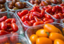 Photo de Exportations : la tomate marocaine a toujours plus la cote en Espagne