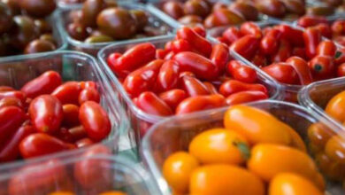Photo de Exportations : la tomate marocaine a toujours plus la cote en Espagne