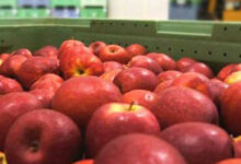 Photo de Agro-export : Amethis dans le tour de table de BH Holding