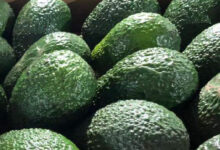 Photo de Avocat : le marché américain bientôt alimenté