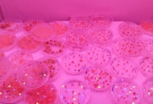 Photo de Exclusif. Agriculture : comment le CRISPR-Cas9 entend changer la donne au Maroc
